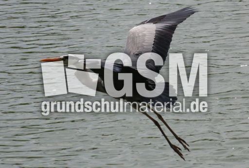 Graureiher-A 182.jpg